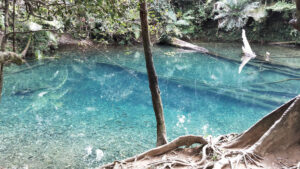 watering hole the daintree rainforest banner